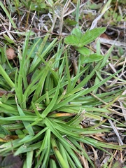 Cyperus