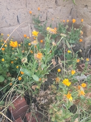Asteraceae