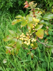 Berberis aquifolium