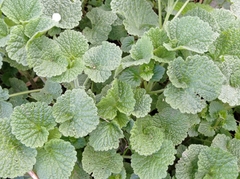 Ballota nigra