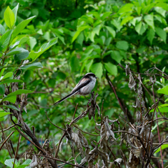Aegithalos caudatus