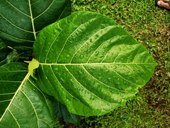 Ficus septica