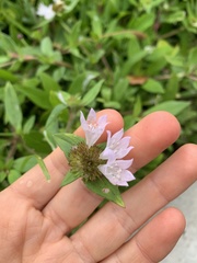 Richardia grandiflora