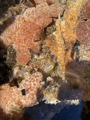 Aplidium flavolineatum
