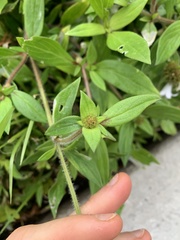 Richardia grandiflora
