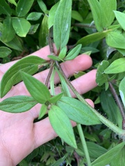 Richardia grandiflora