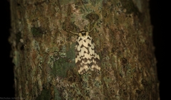 Goniosema anguliscripta