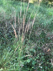 Sphenopholis obtusata