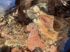 Aplidium flavolineatum