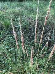 Sphenopholis obtusata