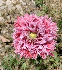 Papaver
