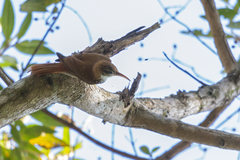 Lepidocolaptes squamatus