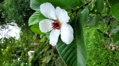 Dillenia philippinensis