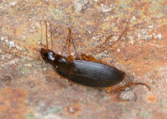 Calathus opaculus