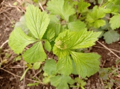 Geum urbanum
