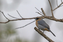 Schistochlamys ruficapillus