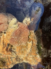 Aplidium flavolineatum
