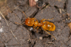 Pheidole flavens