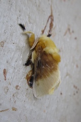Megalopyge bissesa