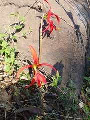Sprekelia formosissima