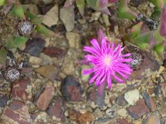 Smicrostigma viride