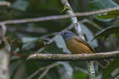 Mionectes rufiventris