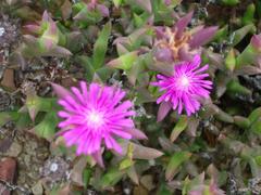 Smicrostigma viride