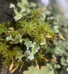 Orthotrichum tasmanicum
