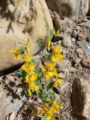 Tropaeolum seemannii