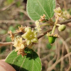 Ziziphus nummularia