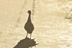 Dendrocygna autumnalis