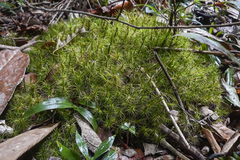 Campylopus lamellinervis