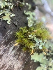 Orthotrichum tasmanicum