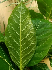 Ficus septica