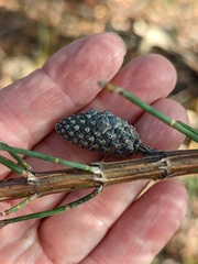 Allocasuarina striata