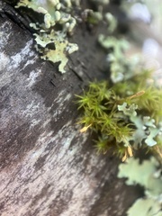 Orthotrichum tasmanicum