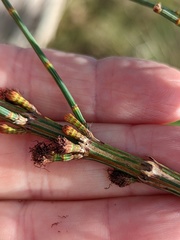 Allocasuarina striata