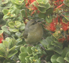 Chlorodrepanis virens