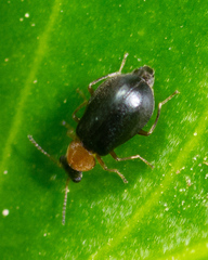 Hypebaeus bicolor