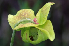 Sarracenia alata