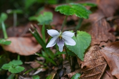 Viola shikokiana