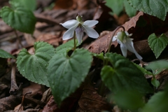 Viola shikokiana