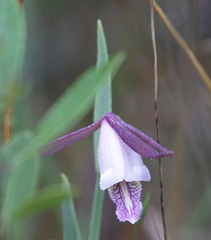 Cleistesiopsis oricamporum