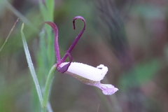 Cleistesiopsis oricamporum