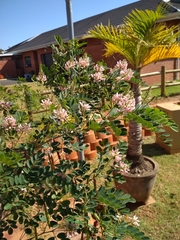 Indigofera jucunda