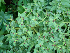 Euphorbia glauca