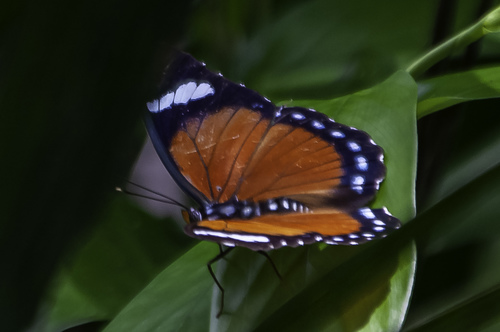 Euphaedra rattrayi