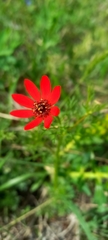 Adonis flammea