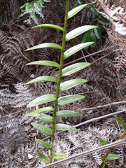 Epidendrum denticulatum