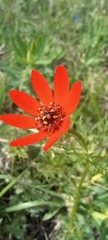 Adonis flammea